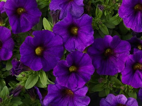 Петхуа цветы - 60 фото