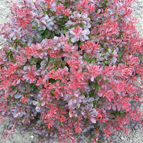 Купить Барбарис "Atropurpurea Nana", C3 в Алматы. Саженцы оптом и в ...