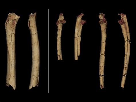 Early Humans Were Walking 7 Million Years Ago - Hominin Fossils Reveal ...