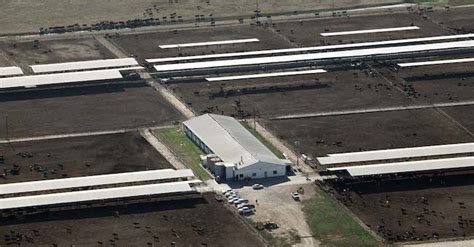 Aurora Dairy Plans to Open Factory Housing 7,000 “Organic” Heifers ...