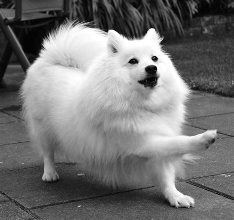 About Dog Japanese Spitz
