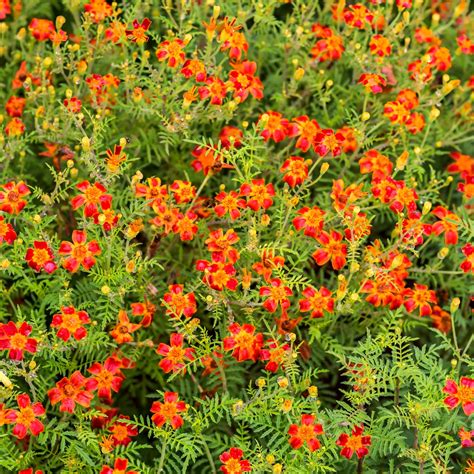 Marigold Red Gem Seeds Tagetes Tenuifolia Garden Seeds Market