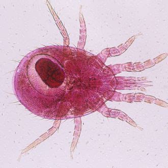 Introducing Rat Mites: They’re Even Worse Than Bedbugs