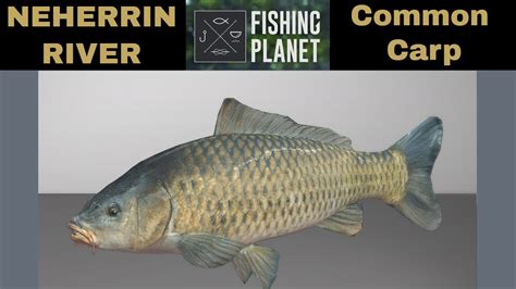 Fishing Planet Neherrin River Common Carp Youtube