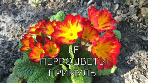 Примулы. Многолетники. ПОСАДИЛИ И ЗАБЫЛИ.Видео обзор первоцветов.(моя ...