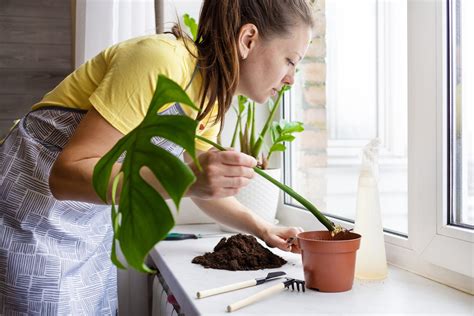 How Long Do Monstera Roots Need to Be Before Planting: The Expert Guide