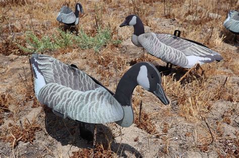 Goose Decoy – Half Dozen Collapsible Full Body Canada Goose Decoys
