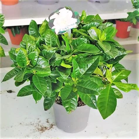 Cape Jasmine, Gardenia Jasminoides, indoor