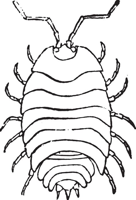 Woodlouse, vintage engraving. 35170477 Vector Art at Vecteezy