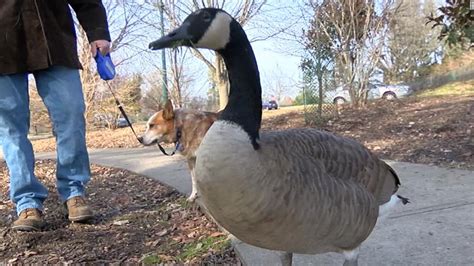 A goose became a family's pet after being rescued as a baby - CNN