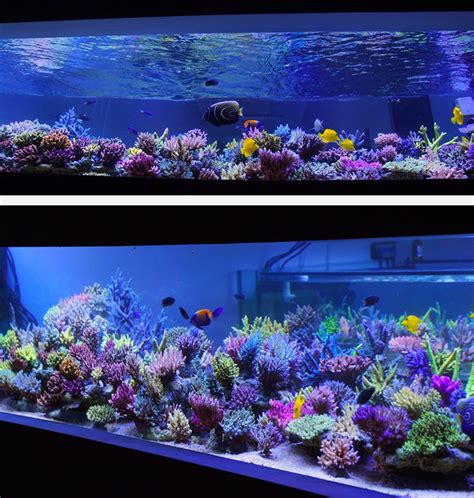 Fantastic Shallow Reef Layout For SPS The Relatively Uniform Height