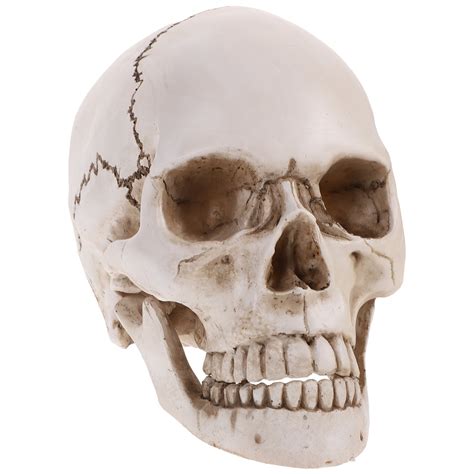 Human Model Halloween Head 1 Skeleton Resin Life Size Skulls Bone