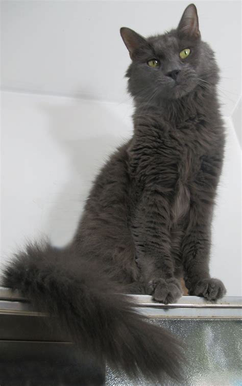 Pin on Russian Blue Cat