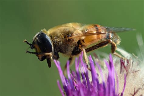 Un Nouvel Indicateur De La Bonne Qualit Des Milieux Naturels De La