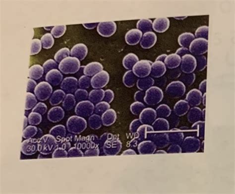 BIOL 251 Unit 1 Study Guide Flashcards | Quizlet