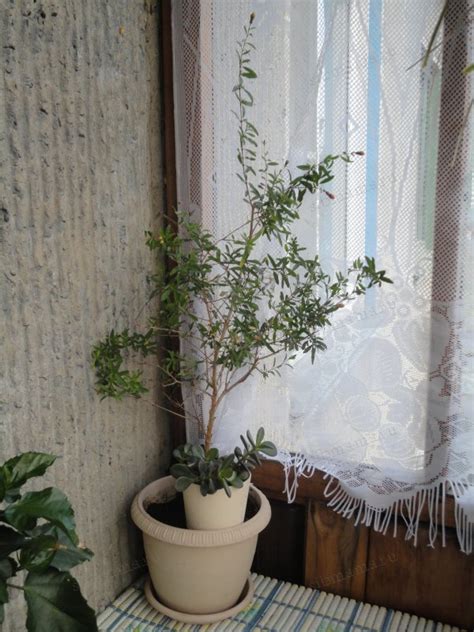 Гранат на подоконнике - Домашние растения