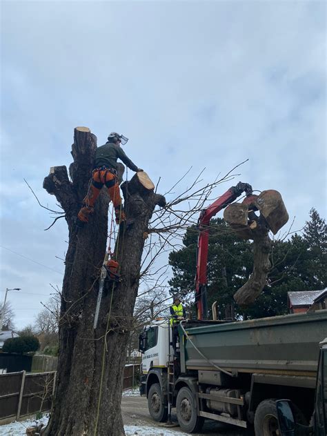 Pollarding - Tree Surgery