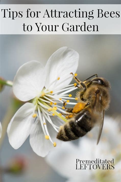 Want More Bees In Your Garden Here Are Tips For Attracting Bees To Your Garden Including