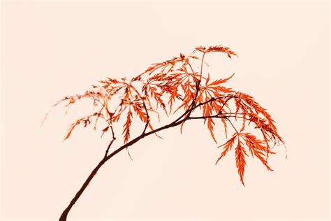 How Long Do Trees Take To Grow