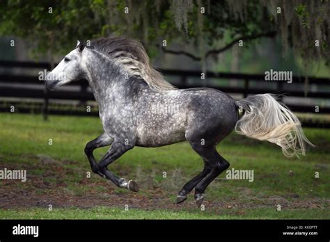 Dapple Grey Lusitano Hi Res Stock Photography And Images Alamy