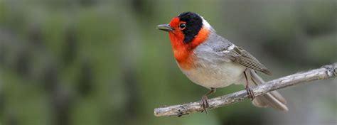 Birds Of New Mexico 21 Must See Species American Bird Conservancy