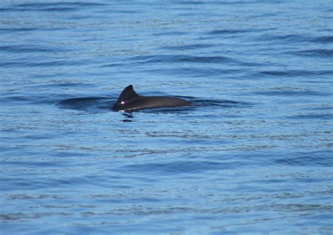 Harbour Porpoise Scottish Wildlife Trust
