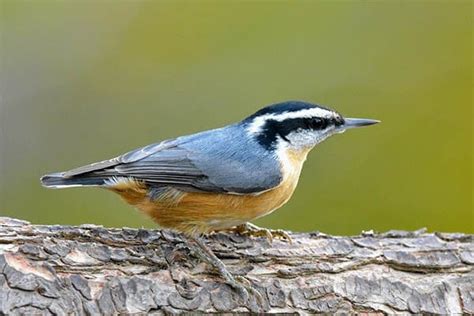 Red-breasted Nuthatch: Bird Identification, Habits, Facts, Nesting ...