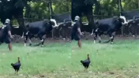 viral sapi milik pedagang lepas  ngamuk  jakarta pusat ntvnewsid