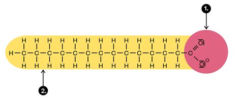 Seife Und Tenside Struktur Und Eigenschaften Chemie Erkl Rung