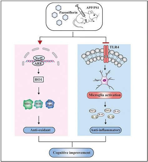 Network Pharmacology And In Vivo Studies Reveal The Neuroprotective