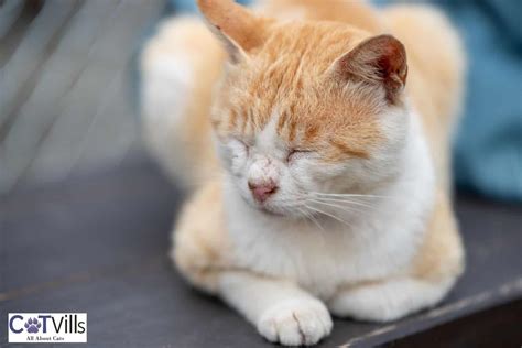 21 Cat Sleeping Positions And What They Mean