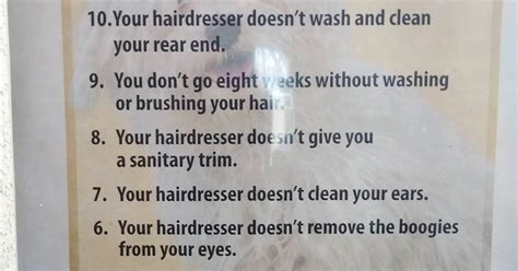 pet groomer lists  hilarious reasons   dogs haircut costs    bored panda