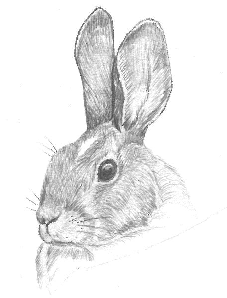 5 Steps To Unleash Your Inner Bunny Artist: Mastering The Art Of Drawing A Cottontail Rabbit