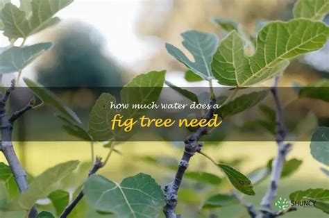 how much to water fig tree