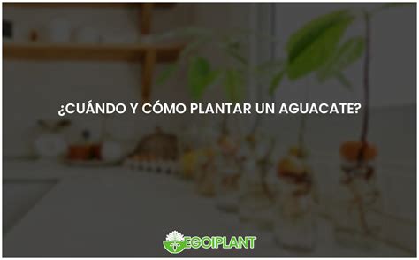 La guía definitiva para plantar aguacates fecha y método ideal EGOIPLANT