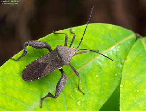 Photo Of A Laotian True Bug Coreidae In Nature By Mikhail Omelko