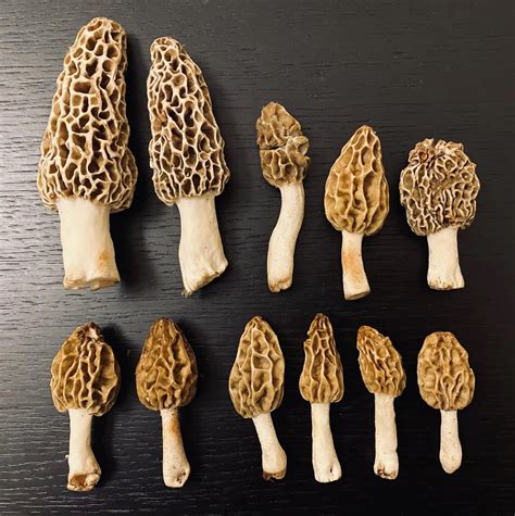 A Guide to Different Types of Morel Mushrooms - Foraged - Foraged