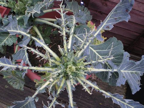 Dealing with garden pests and diseases: Pigeons – Penny Golightly