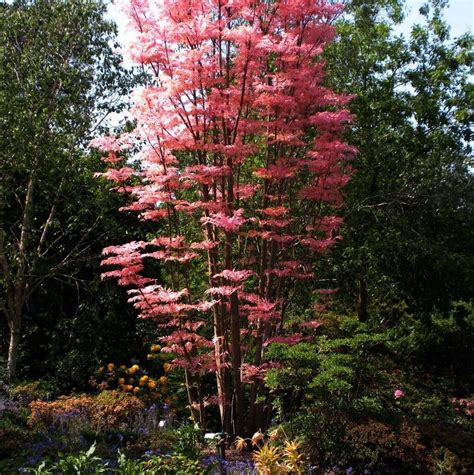 Клен фламинго в ландшафтном дизайне (82 фото) - красивые картинки и HD фото