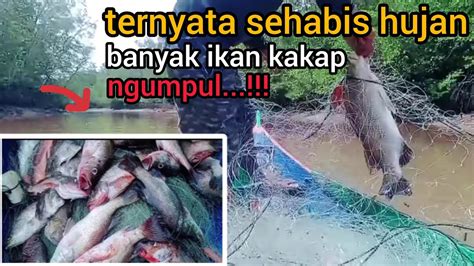 Sehabis Hujan Air Jadi Keruh Ikan Ngumpul Di Sungai Ini YouTube