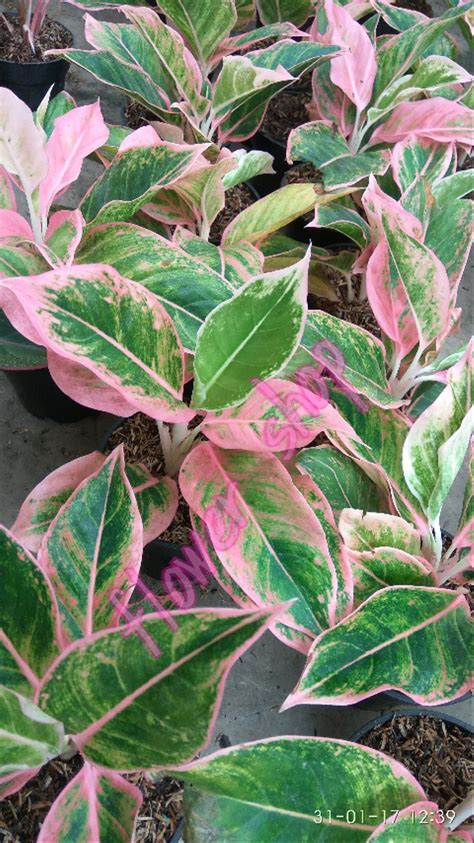 Jual Tanaman Hias Daun Aglaonema Siam Pink Di Lapak Flower Shop Mbenu