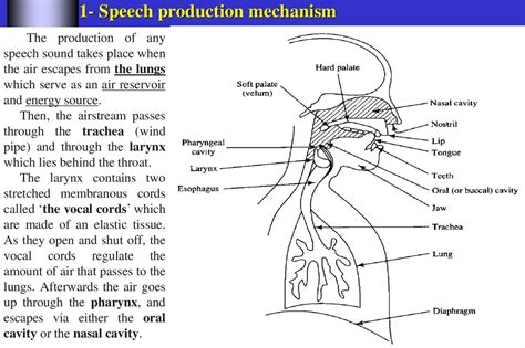 Articulatory Analysis Of English Speech Sounds Online Presentation D02