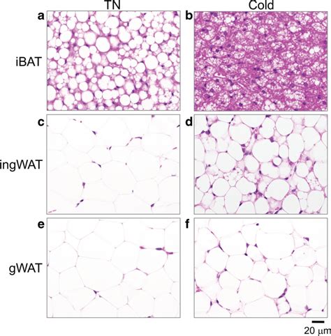 Af Representative Bright Field Images Of H E Stained Sections Of