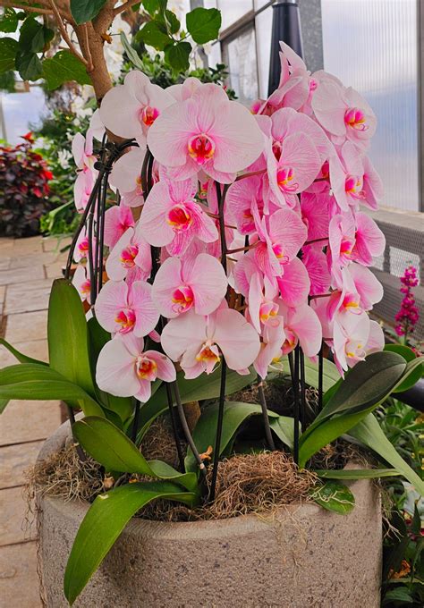 Spring Breezes Greenhouse... - Spring Breezes Greenhouse