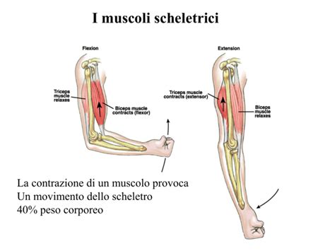 Lezione 4 Muscolo