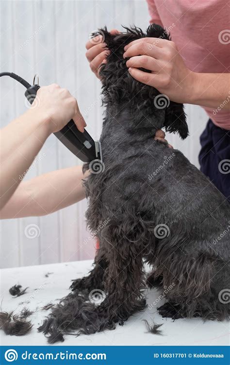 How To Groom A Schnauzer At Home