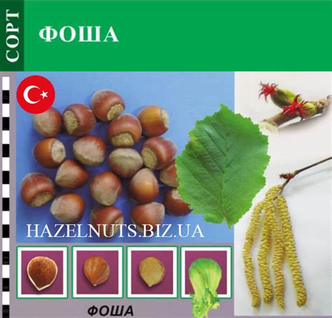 Фундук Президент Описание Сорта Фото Отзывы – Telegraph