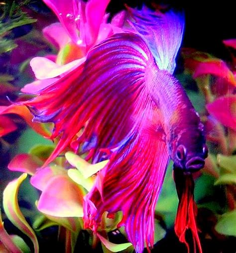 Ikan Hidupan Bernilai Di Dalam Air Relaks Minda