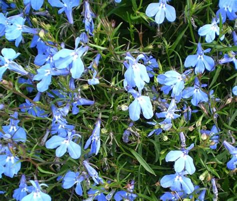 Lobelia Blue Carpet Lobelia Erinus Seeds