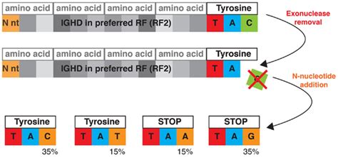 germline gene segment sequences constrain junctional diversity